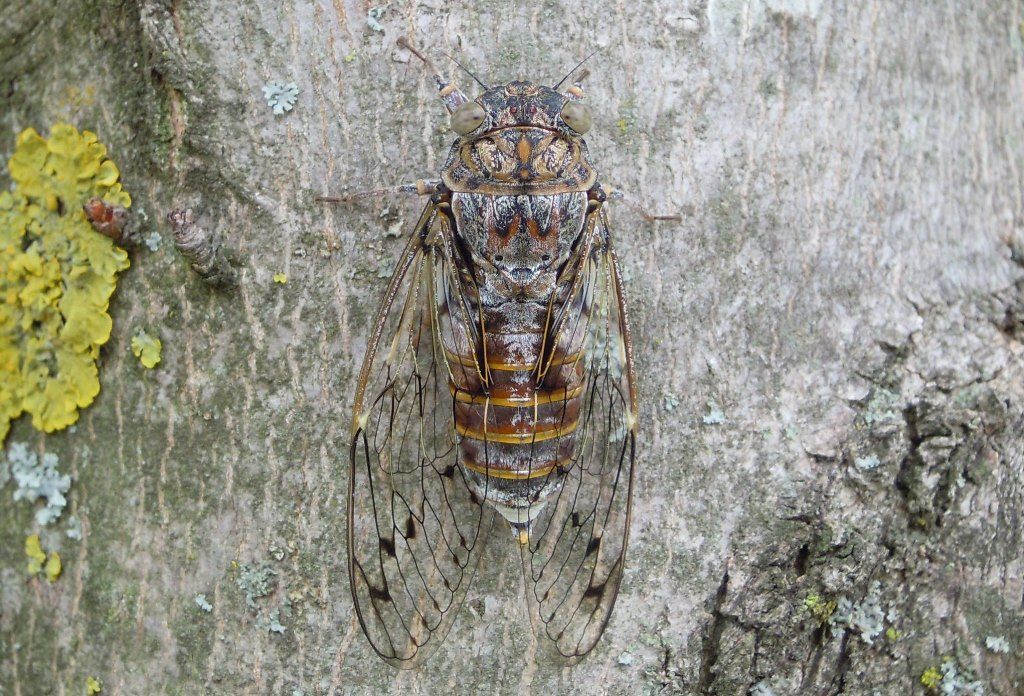Di quale cicala si tratta?  Cicada orni